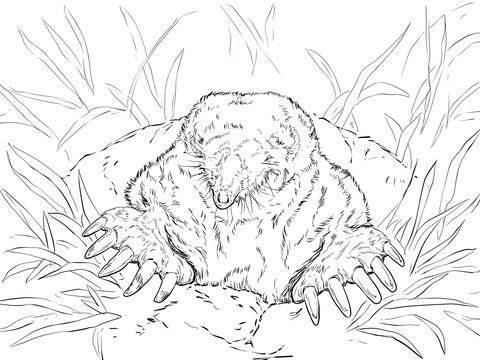 Realistic Eastern Mole Coloring Page